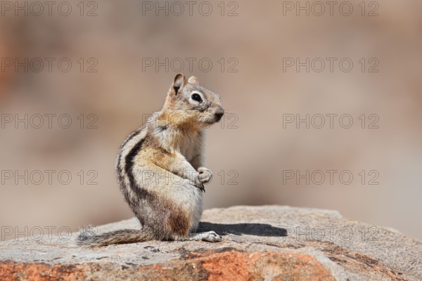 Golden mantle gopher (Callospermophilus lateralis, Spermophilus lateralis) sitting on a rock, Banff National Park, Alberta, Canada