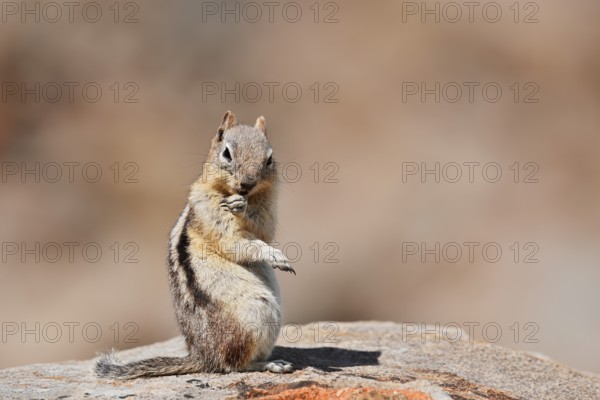 Golden mantle gopher (Callospermophilus lateralis, Spermophilus lateralis) sitting on a rock, Banff National Park, Alberta, Canada