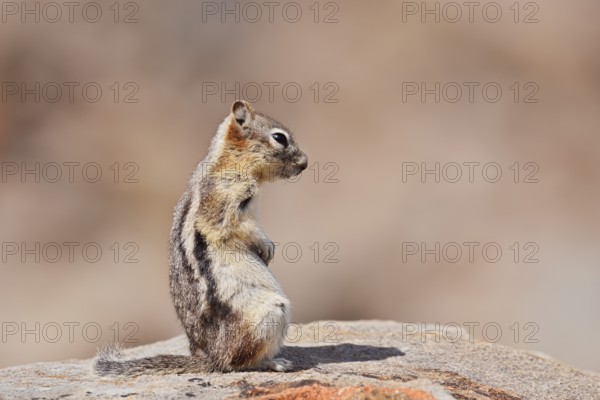 Golden mantle gopher (Callospermophilus lateralis, Spermophilus lateralis) sitting on a rock, Banff National Park, Alberta, Canada