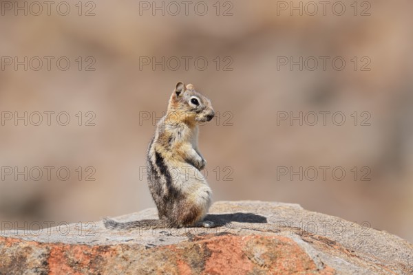 Golden mantle gopher (Callospermophilus lateralis, Spermophilus lateralis) sitting on a rock, Banff National Park, Alberta, Canada