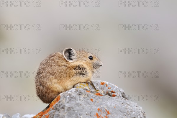 American pika (Ochotona princeps) sitting on a rock, Jasper National Park, Alberta, Canada