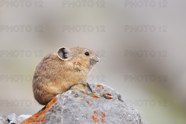 American pika (Ochotona princeps) sitting on a rock, Jasper National Park, Alberta, Canada