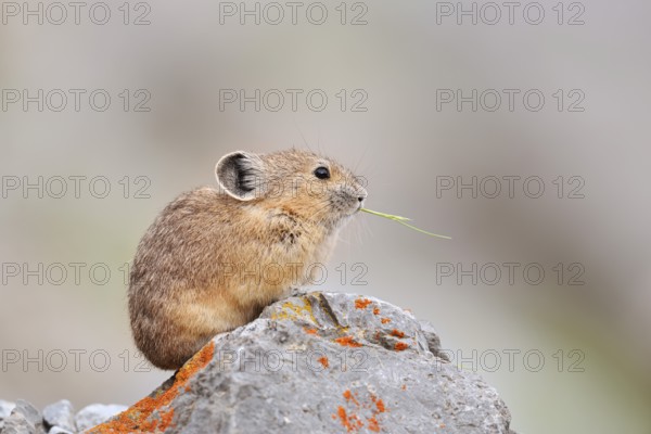 American pika (Ochotona princeps) sitting on a rock and eating, Jasper National Park, Alberta, Canada