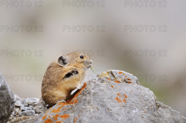 American pika (Ochotona princeps) sitting on a rock and eating, Jasper National Park, Alberta, Canada