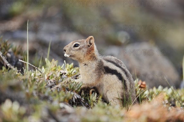 Golden mantle gopher (Callospermophilus lateralis, Spermophilus lateralis), Banff National Park, Alberta, Canada