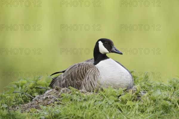 Canada goose (Branta canadensis) sitting brooding on the nest, North Rhine-Westphalia, Germany