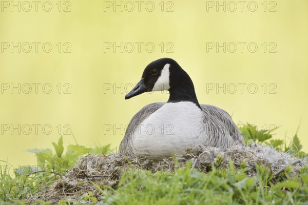 Canada goose (Branta canadensis) sitting brooding on the nest, North Rhine-Westphalia, Germany