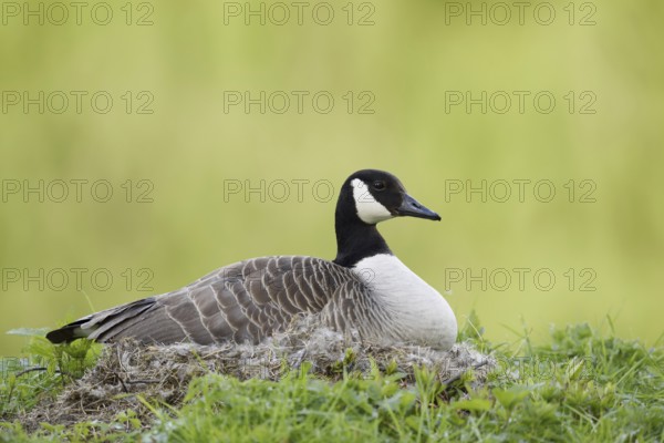 Canada goose (Branta canadensis) sitting brooding on the nest, North Rhine-Westphalia, Germany