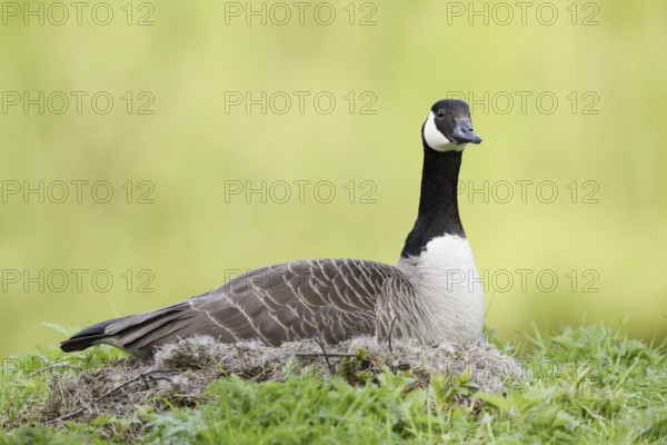 Canada goose (Branta canadensis) sitting brooding on the nest, North Rhine-Westphalia, Germany