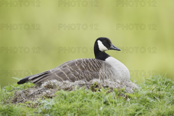 Canada goose (Branta canadensis) sitting brooding on the nest, North Rhine-Westphalia, Germany
