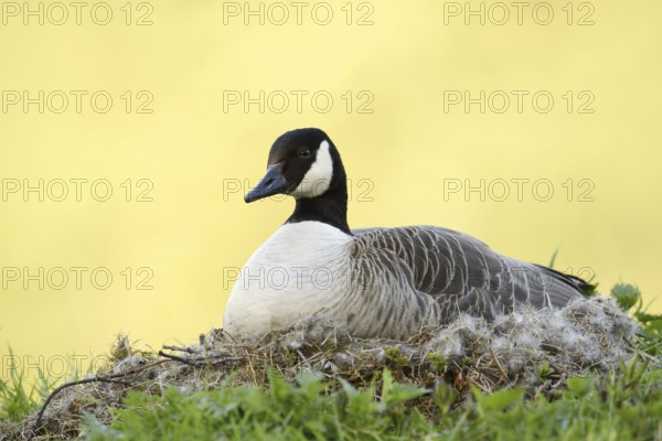 Canada goose (Branta canadensis) sitting brooding on the nest, North Rhine-Westphalia, Germany