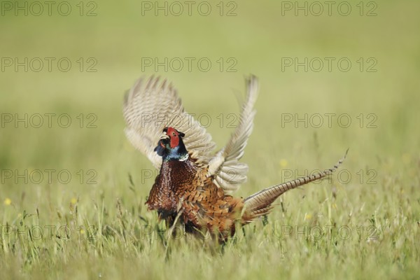 Hunting pheasant (Phasianus colchicus), cock mating in a meadow, North Rhine-Westphalia, Germany