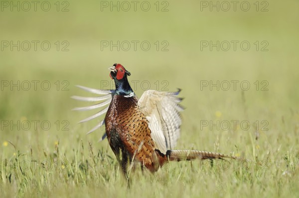 Hunting pheasant (Phasianus colchicus), cock mating in a meadow, North Rhine-Westphalia, Germany