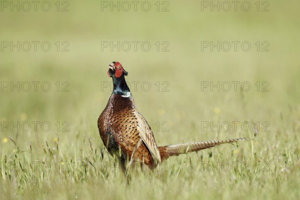 Hunting pheasant (Phasianus colchicus), cock stands calling in a meadow, North Rhine-Westphalia, Germany