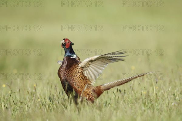 Hunting pheasant (Phasianus colchicus), cock mating in a meadow, North Rhine-Westphalia, Germany