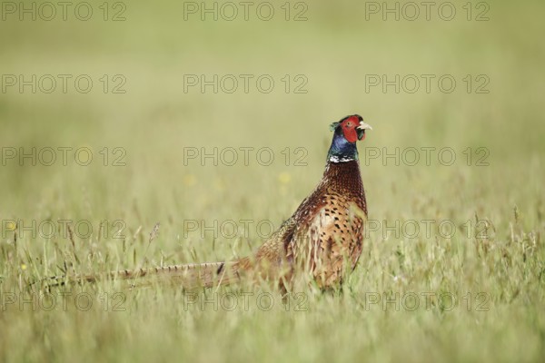 Hunting pheasant (Phasianus colchicus), cock standing in a meadow, North Rhine-Westphalia, Germany