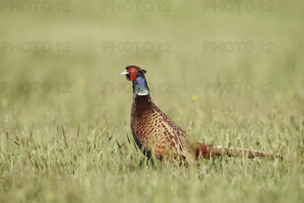 Hunting pheasant (Phasianus colchicus), cock standing in a meadow, North Rhine-Westphalia, Germany