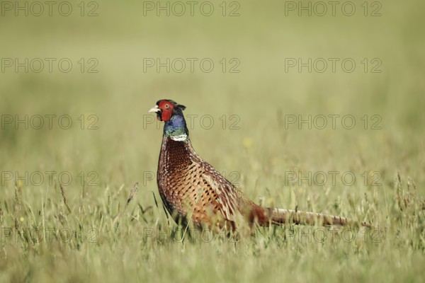 Hunting pheasant (Phasianus colchicus), cock standing in a meadow, North Rhine-Westphalia, Germany