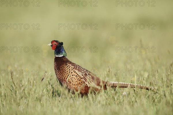 Hunting pheasant (Phasianus colchicus), cock standing in a meadow, North Rhine-Westphalia, Germany