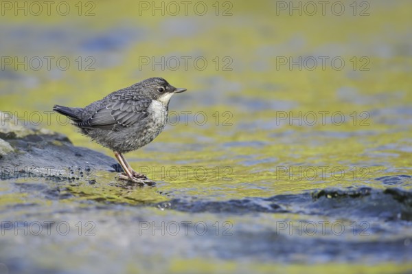 White-throated Dipper (Cinclus cinclus), young bird standing on a stone in the water, North Rhine-Westphalia, Germany