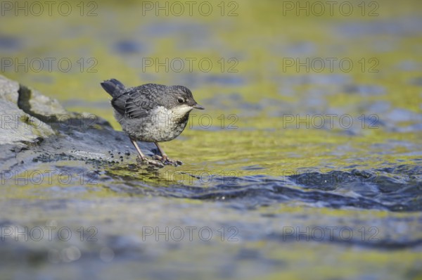 White-throated Dipper (Cinclus cinclus), young bird standing on a stone in the water, North Rhine-Westphalia, Germany