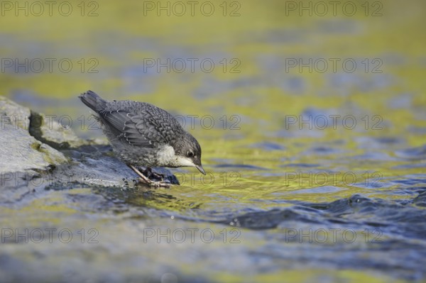 White-throated Dipper (Cinclus cinclus), young bird standing on a stone in the water, North Rhine-Westphalia, Germany