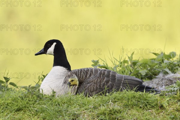 Canada goose (Branta canadensis) with chicks, North Rhine-Westphalia, Germany