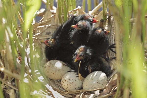 Moorhen (Gallinula chloropus), chicks and eggs in the nest, North Rhine-Westphalia, Germany