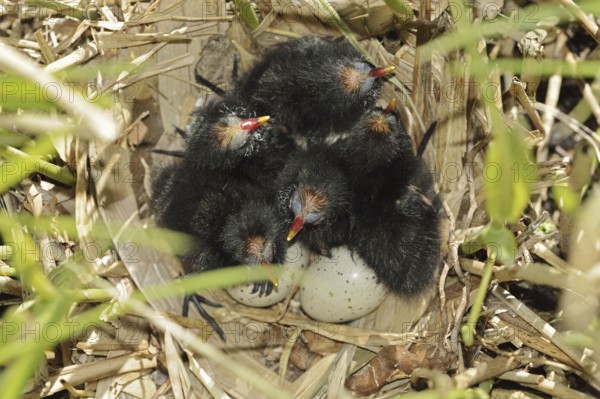 Moorhen (Gallinula chloropus), chicks and eggs in the nest, North Rhine-Westphalia, Germany