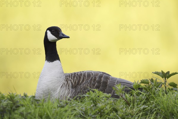 Canada goose (Branta canadensis), North Rhine-Westphalia, Germany