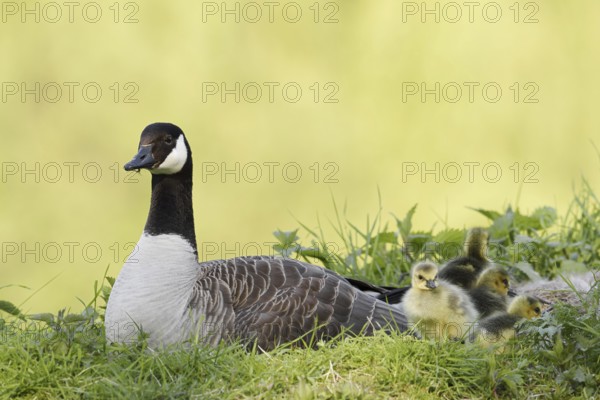 Canada goose (Branta canadensis) with chicks, North Rhine-Westphalia, Germany
