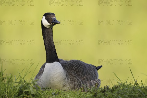 Canada goose (Branta canadensis), North Rhine-Westphalia, Germany