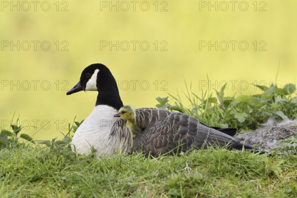 Canada goose (Branta canadensis) with chicks, North Rhine-Westphalia, Germany