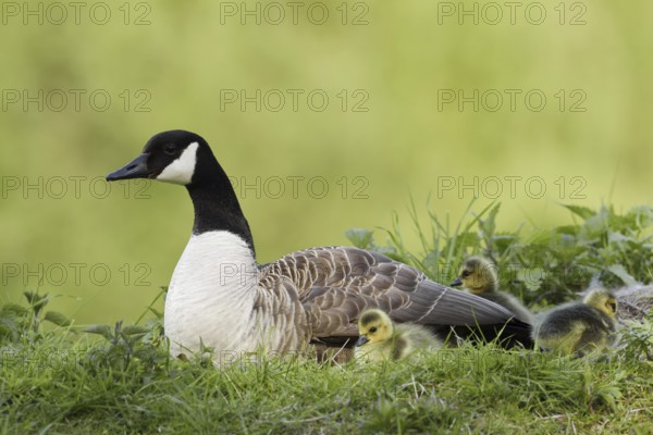 Canada goose (Branta canadensis) with chicks, North Rhine-Westphalia, Germany