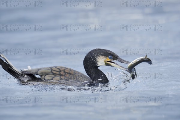 Cormorant (Phalacrocorax carbo) with captured eel (Anguilla anguilla), Netherlands