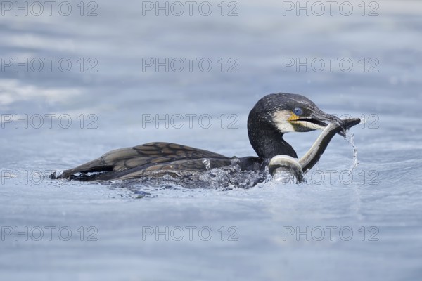 Cormorant (Phalacrocorax carbo) with captured eel (Anguilla anguilla), Netherlands