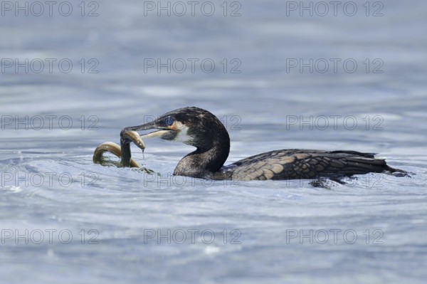Cormorant (Phalacrocorax carbo) with captured eel (Anguilla anguilla), Netherlands