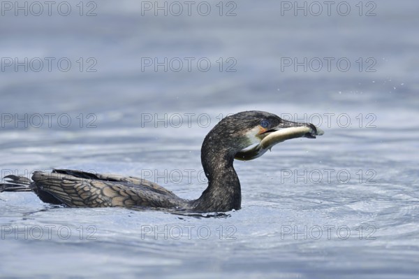 Cormorant (Phalacrocorax carbo) with captured eel (Anguilla anguilla), Netherlands