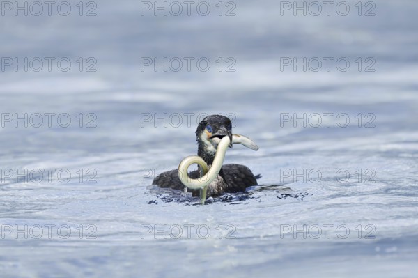 Cormorant (Phalacrocorax carbo) with captured eel (Anguilla anguilla), Netherlands