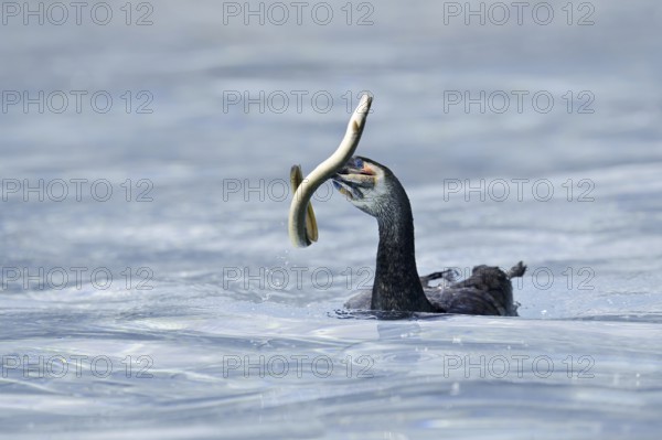 Cormorant (Phalacrocorax carbo) with captured eel (Anguilla anguilla), Netherlands