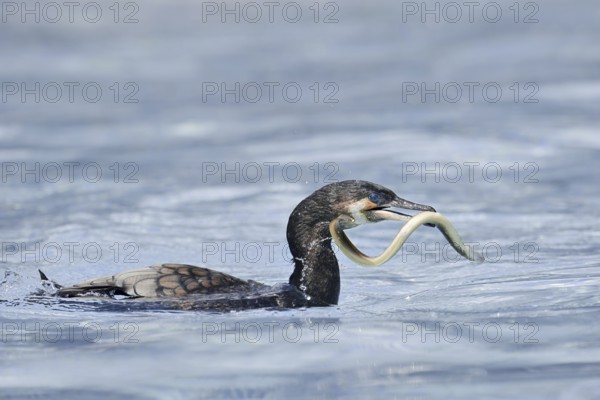Cormorant (Phalacrocorax carbo) with captured eel (Anguilla anguilla), Netherlands