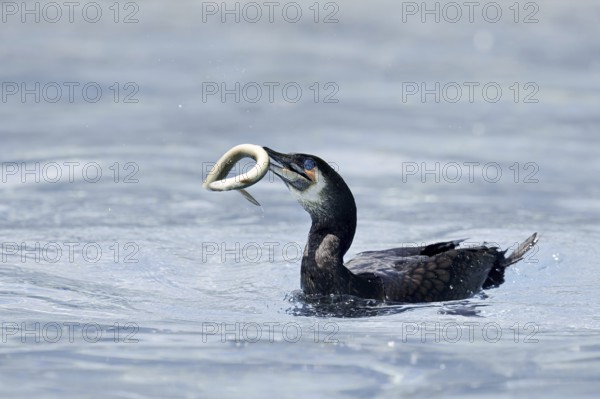 Cormorant (Phalacrocorax carbo) with captured eel (Anguilla anguilla), Netherlands
