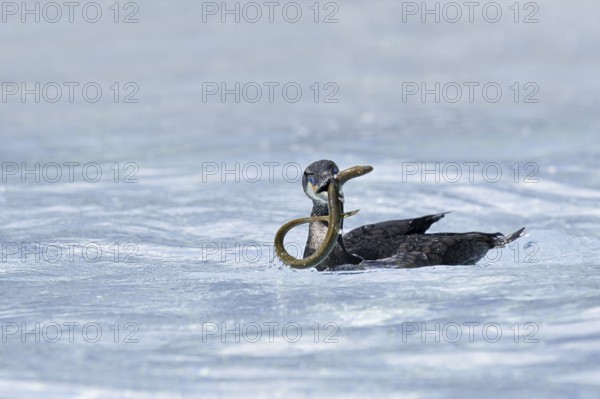 Cormorant (Phalacrocorax carbo) with captured eel (Anguilla anguilla), Netherlands