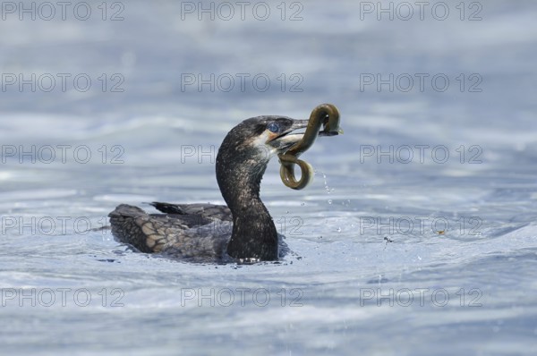 Cormorant (Phalacrocorax carbo) with captured eel (Anguilla anguilla), Netherlands