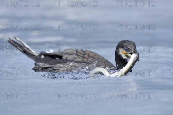Cormorant (Phalacrocorax carbo) with captured eel (Anguilla anguilla), Netherlands
