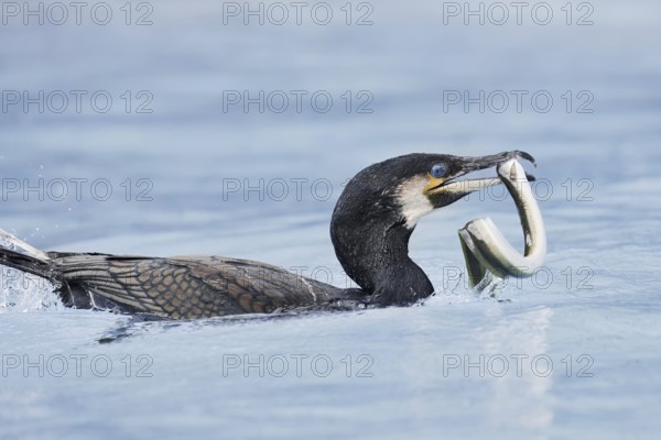 Cormorant (Phalacrocorax carbo) with captured eel (Anguilla anguilla), Netherlands