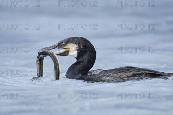 Cormorant (Phalacrocorax carbo) with captured eel (Anguilla anguilla), Netherlands