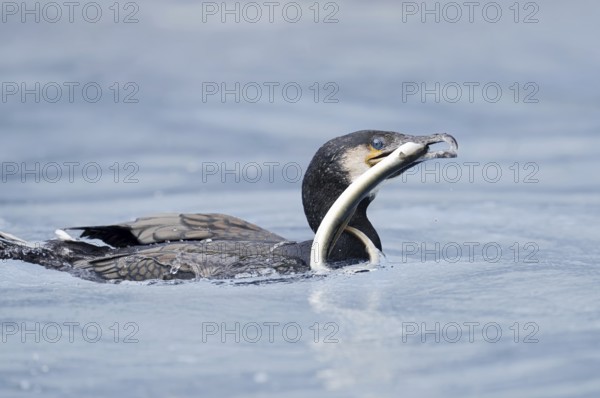 Cormorant (Phalacrocorax carbo) with captured eel (Anguilla anguilla), Netherlands