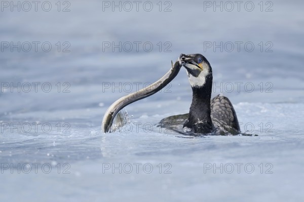 Cormorant (Phalacrocorax carbo) with captured eel (Anguilla anguilla), Netherlands