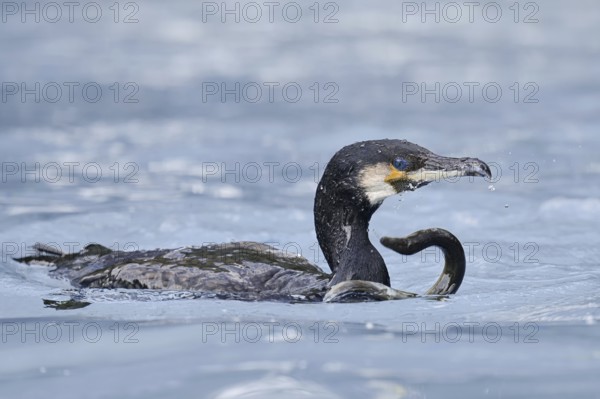 Cormorant (Phalacrocorax carbo) with captured eel (Anguilla anguilla), Netherlands